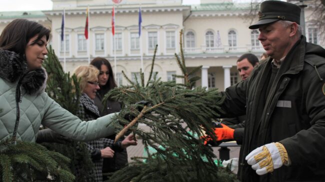 Kalėdų tradicija tęsiasi: miškininkai nemokamai dalins eglių ir pušų šakas