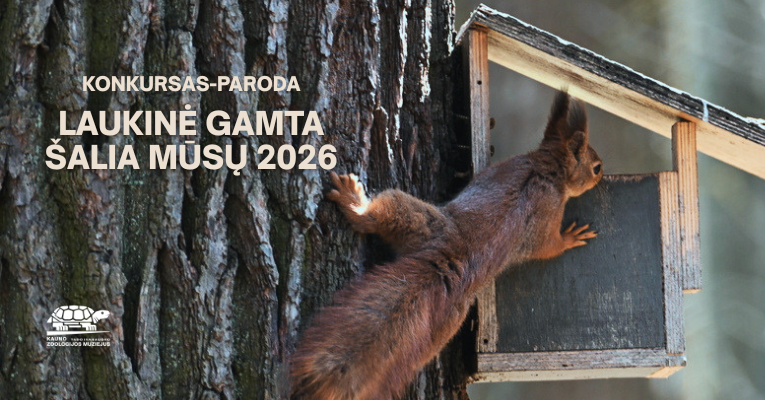 Kauno Tado Ivanausko zoologijos muziejus kviečia įamžinti laukinę gamtą šalia mūsų ir dalyvauti fotografijos konkurse