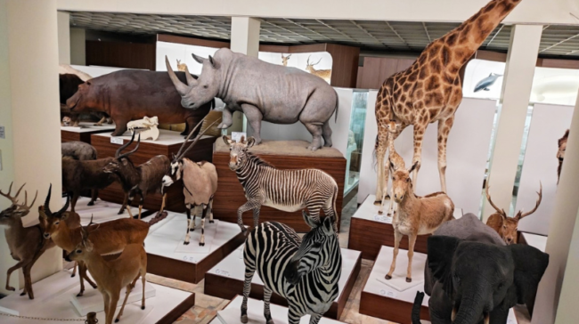Spalis – senjorų mėnuo Kauno Tado Ivanausko zoologijos muziejuje