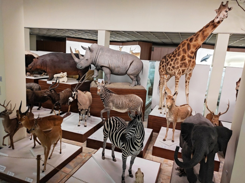 Spalis – senjorų mėnuo Kauno Tado Ivanausko zoologijos muziejuje